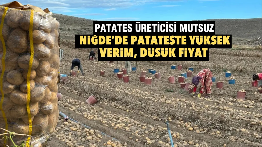 Patates üreticisi mutsuz! Niğde’de patateste yüksek verim, düşük fiyat