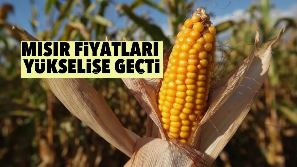 Mısır fiyatları yükselişe geçti