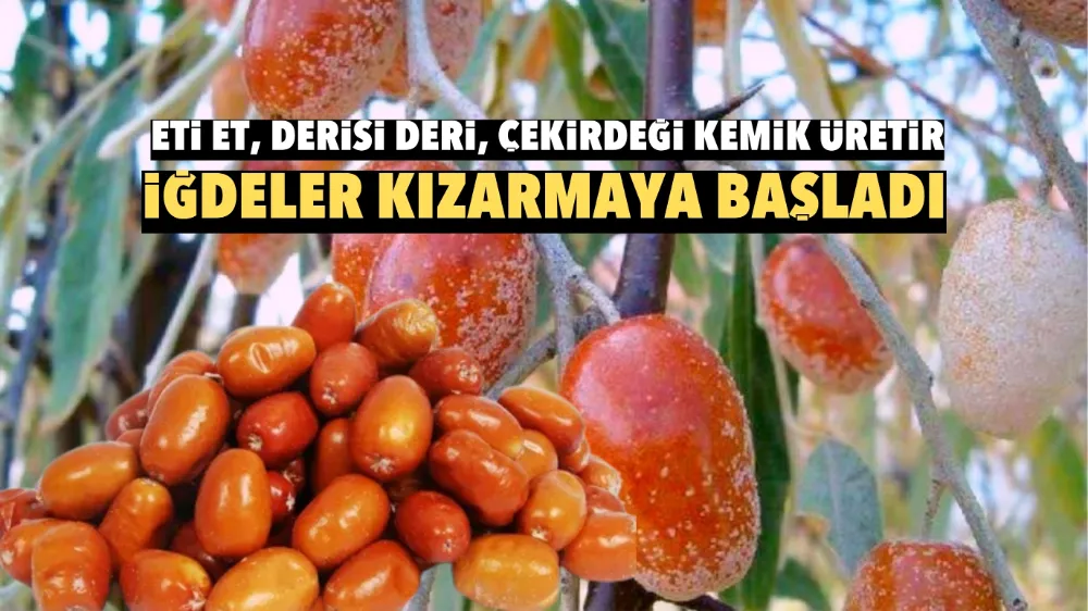 Niğde’de iğdeler kızarmaya başladı