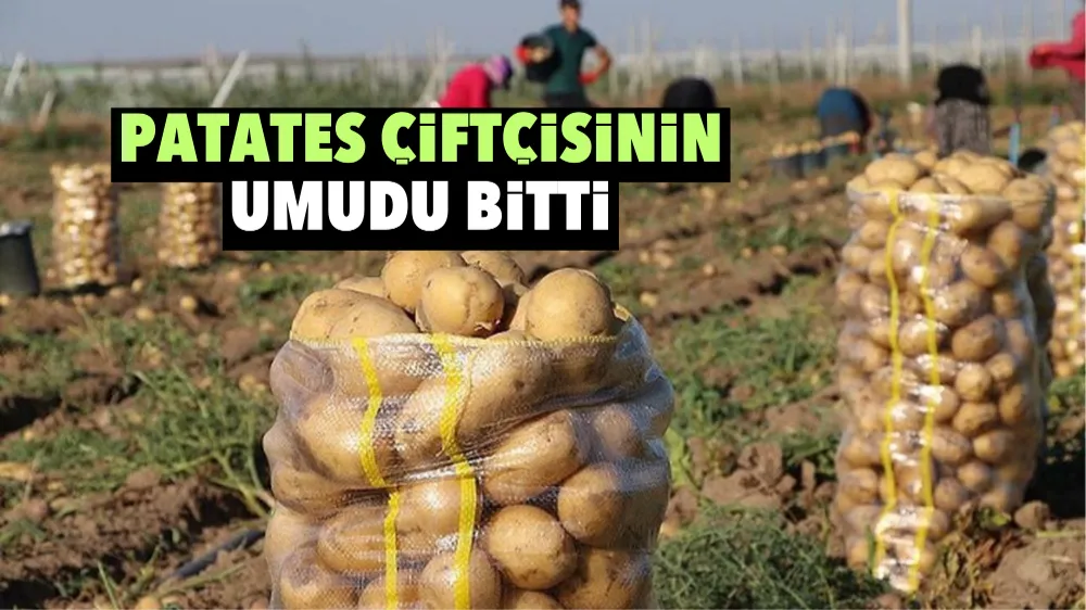 Patates çiftçisinin umudu bitti