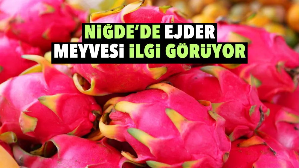 NİĞDE’DE EJDER MEYVESİ İLGİ GÖRÜYOR