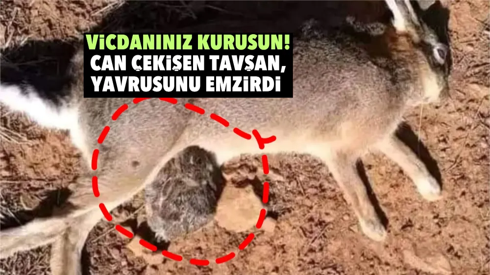 VİCDANINIZ KURUSUN! CAN ÇEKİŞEN TAVŞAN, YAVRUSUNU EMZİRDİ 