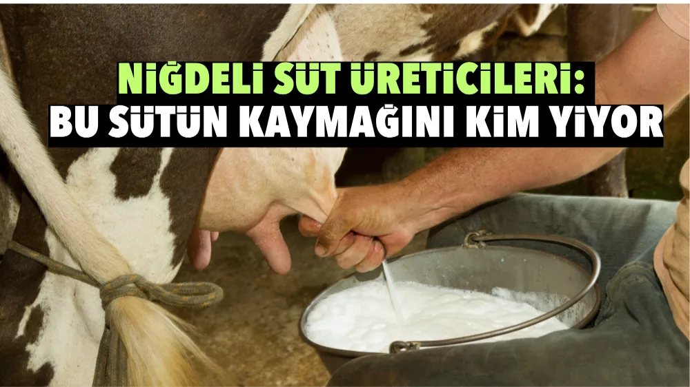 Niğdeli Süt Üreticileri: Bu sütün kaymağını kim yiyor