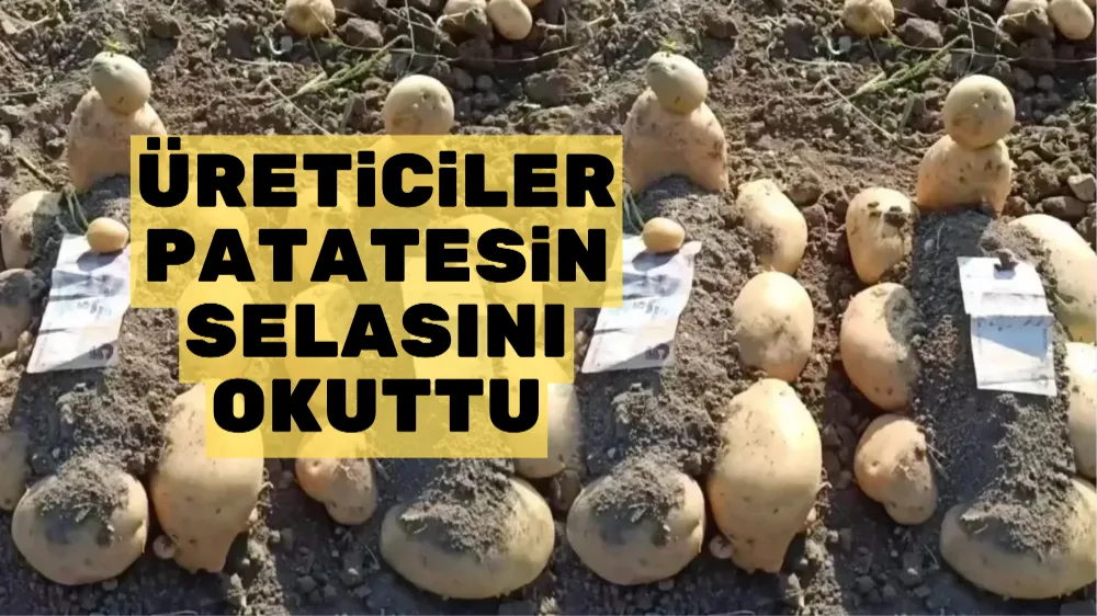 Patatesin selasını okutup, mezarını yaptılar!